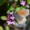 012 Coenonympha gardetta-c