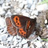 013 Erebia aethiops + Erebia ligea-c