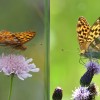 017 Issoria lathonia + Argynnis paphia-c