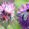 019 Zygaena filipendulae + Zygaena lonicerae-c