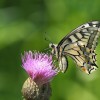 026 Papilio machaon-c