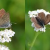 027 Lycaena tityrus (subalpine Form)-c