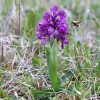 005 Kleines Knabenkraut - Orchis morio-c