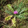 010 Stängellose Kratzdistel - Cirsium acaulon-c