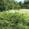 012 Felsen-Kreuzdorn - Rhamnus saxatilis-c