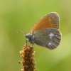 013 Rotbraunes Wiesenvögelchen - Coenonympha glycerion-c