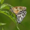 014 Schachbrettfalter - Melanargia galathea-c