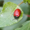 022 Pappelblattkäfer - Melasoma populi-c