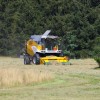 032 Herbstmahd der Wiese zwischen den Kiefernwäldchen-c