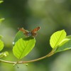 052 Lycaena helle (1)-c