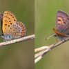 052 Lycaena helle (2)-c