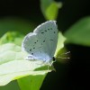 075 Celastrina argiolus-c