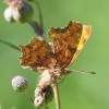 123 Polygonia c-album (1)-c