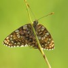 129 Melitaea diamina (2)-c