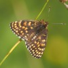 129 Melitaea diamina (3)-c