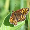 130 Melitaea athalia (1)-c