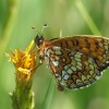 130 Melitaea athalia (2)-c