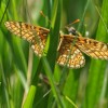 139 Euphydryas aurinia (1)-c