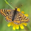 139 Euphydryas aurinia (2)-c