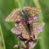 139 Euphydryas aurinia (3)-c