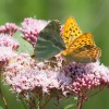 140 Argynnis paphia (1)-c