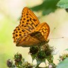 140 Argynnis paphia (2)-c