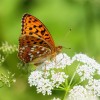 143 Argynnis adippe (1)-c