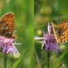 151 Boloria aquilonaris (1)-c