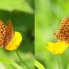 155 Boloria euphrosyne (1)-c