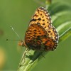 155 Boloria euphrosyne (2)-c