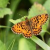 155 Boloria euphrosyne (3)-c