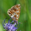 156 Boloria selene (1)-c