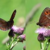 178 Erebia aethiops (1)-c