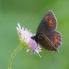 178 Erebia aethiops (2)-c