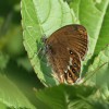 200 Coenonympha hero (1)-c