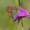 204 Coenonympha tullia (1)-c