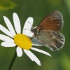 204 Coenonympha tullia (2)-c