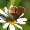 204 Coenonympha tullia (3)-c