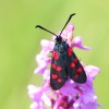 301 Zygaena filipendulae-c