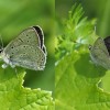 022 Lycaena tityrus subalpina-c