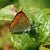 023 Lycaena vigaureae (m)-c