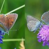 024 Lycaena hippothoe eurydice (f)-c