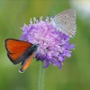 025 Lycaena hippothoe eurydice (m)-c