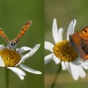 026 Lycaena phlaeas-c