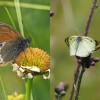 028 Coenonympha gardetta + Colias hyale-c