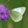 029 Colias palaeno-c