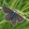 033 Polyommatus semiargus (f)-c