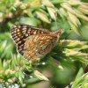 046 Euphydryas aurinia glaciegenita-c