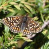 047 Euphydryas aurinia glaciegenita-c