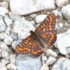 049 Eyphydryas intermedia-c